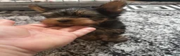 Yorkshire Terrier dogs for sale: Yorkshire Terrier puppiers - Advert 5