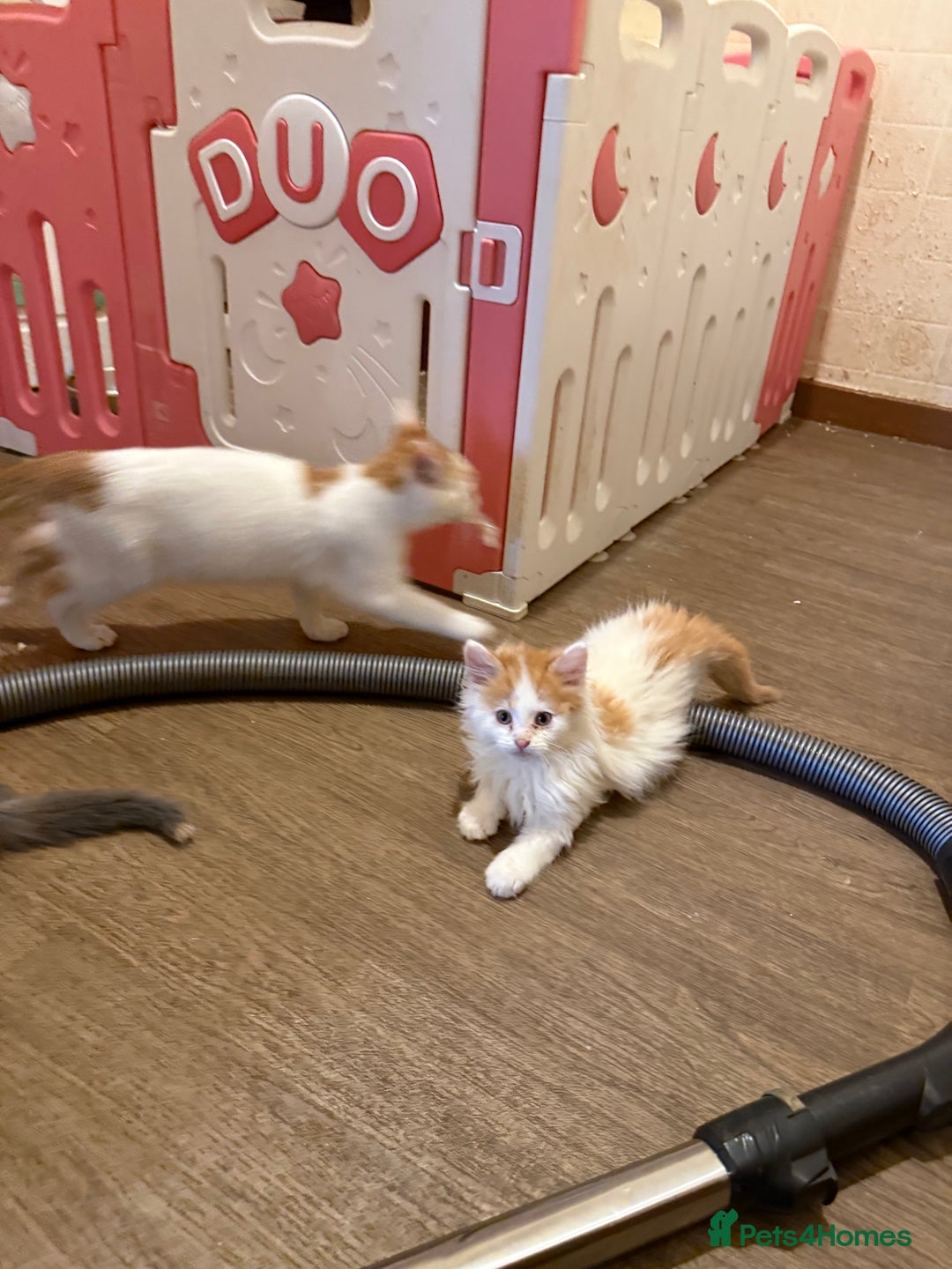 Maine Coon cats for sale: Half Maine coon kittens  - Image 10