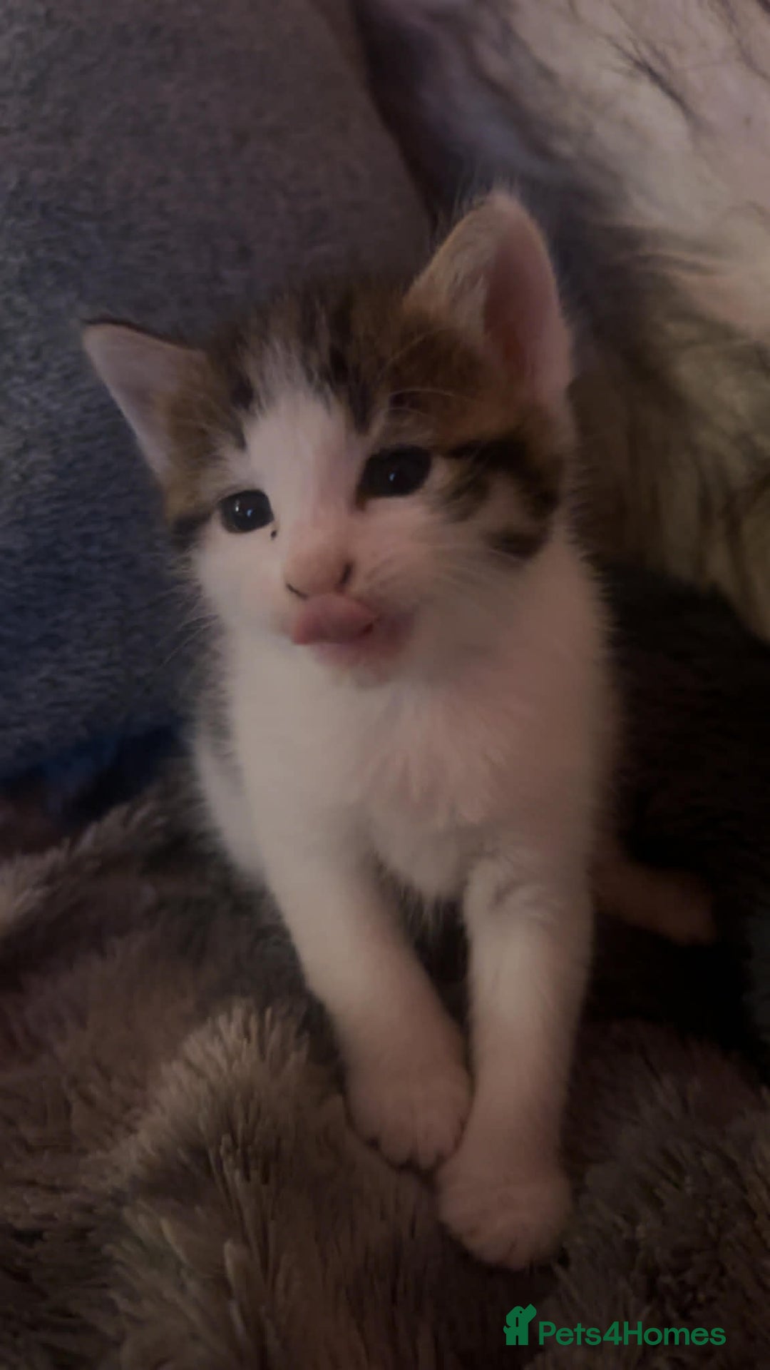 Mixed Breed cats for sale: 4 Kittens for sale - Advert 3