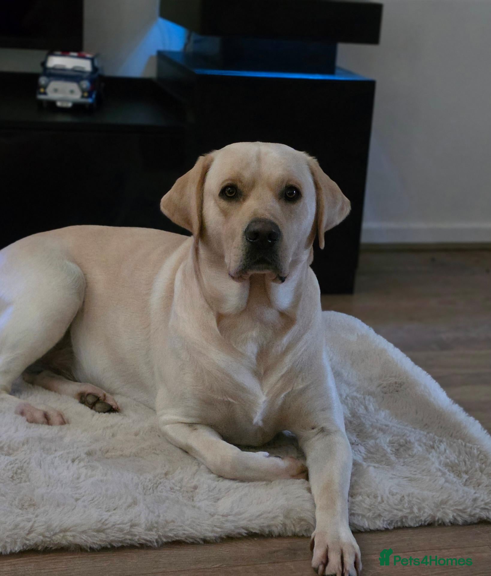 Labrador Retriever dogs for stud: STUD ONLY KC REGISTERED LABRADOR FTC BLOODLINES  - Advert 1
