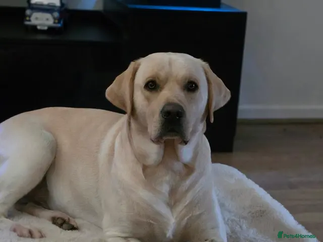 Labrador Retriever dogs for stud: STUD ONLY KC REGISTERED LABRADOR FTC BLOODLINES - Advert 1