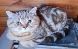 British Shorthair cats for sale: Beautiful British shorthaired kittens  - Image 2