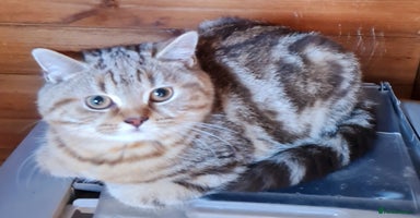 British Shorthair cats - Advert 8