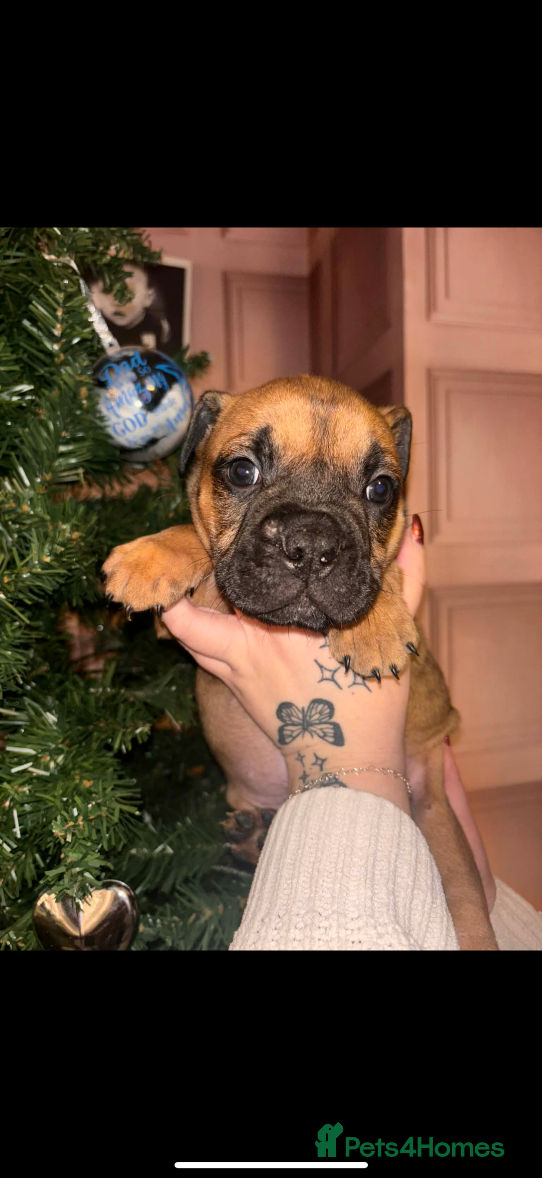 Mixed Breed dogs for sale: English bulldog x staff  - Advert 5