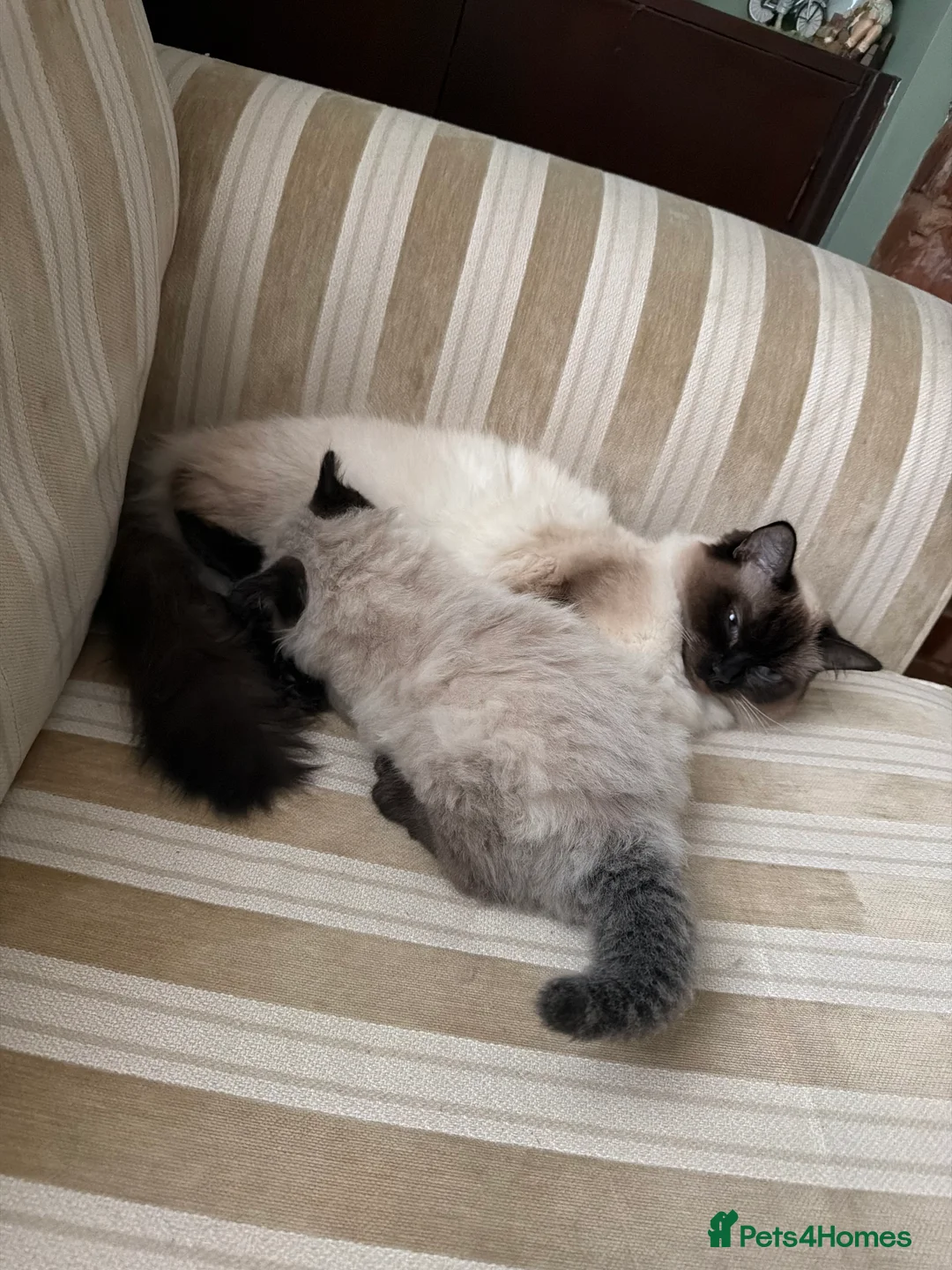 Ragdoll cats for sale: Female ragdoll, last one out of 6  in Nelson - Advert 1