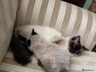 Ragdoll cats Female ragdoll, last one out of 6 in Nelson - Advert 1