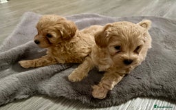 Maltipoo dogs for sale: F1 Beautiful Maltipool Puppies - Advert 28