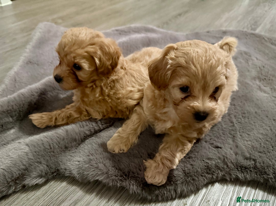 Maltipoo dogs for sale: F1 Beautiful Maltipool Puppies - Advert 28