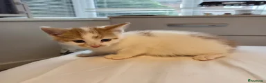 Kitten 6