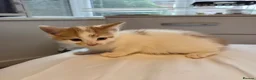 Mixed Breed cats for sale: Ginger, tuxedo and calico kittens - Advert 14