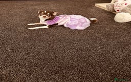 Chihuahua dogs for sale: Tiny chihuahua puppies KC in Coventry - Image 22