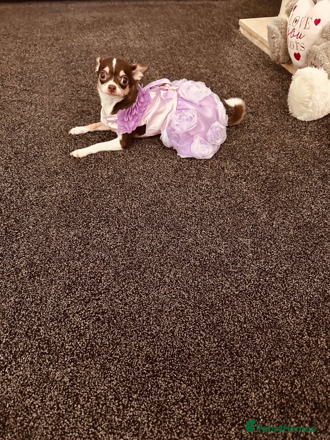 Chihuahua dogs for sale: Tiny chihuahua puppies KC in Coventry - Image 22