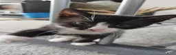 Mixed Breed cats for sale: Tuxedo black and white kittens - Advert 27