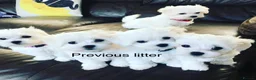 Maltese dogs for sale: Maltese puppies 1/2 Korean KC registered  - Advert 3