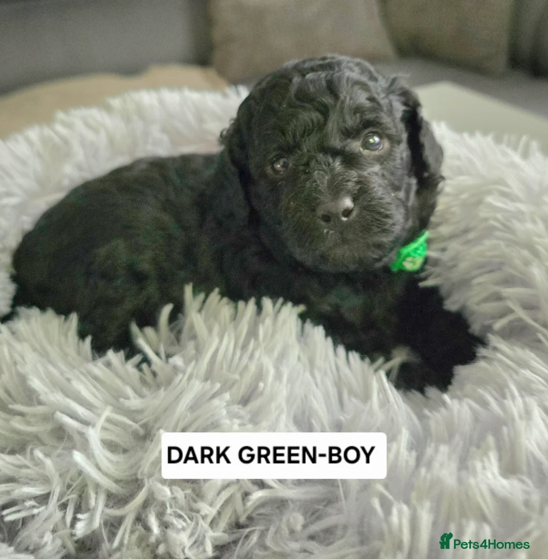 Toy Poodle dogs for sale: BEAUTIFULL BLACK TOY POODLES  - Advert 30