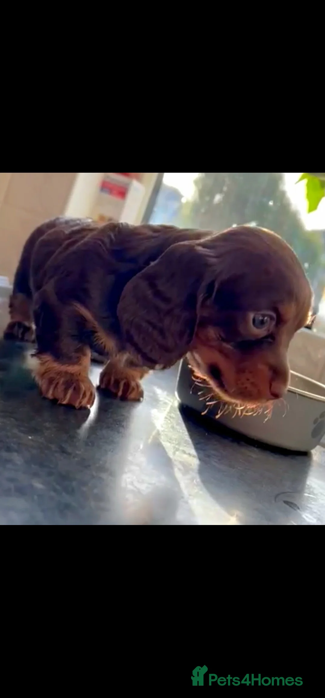Miniature Dachshund dogs for stud: Piebald miniature Dachshund kc registered  in Blackburn - Advert 17
