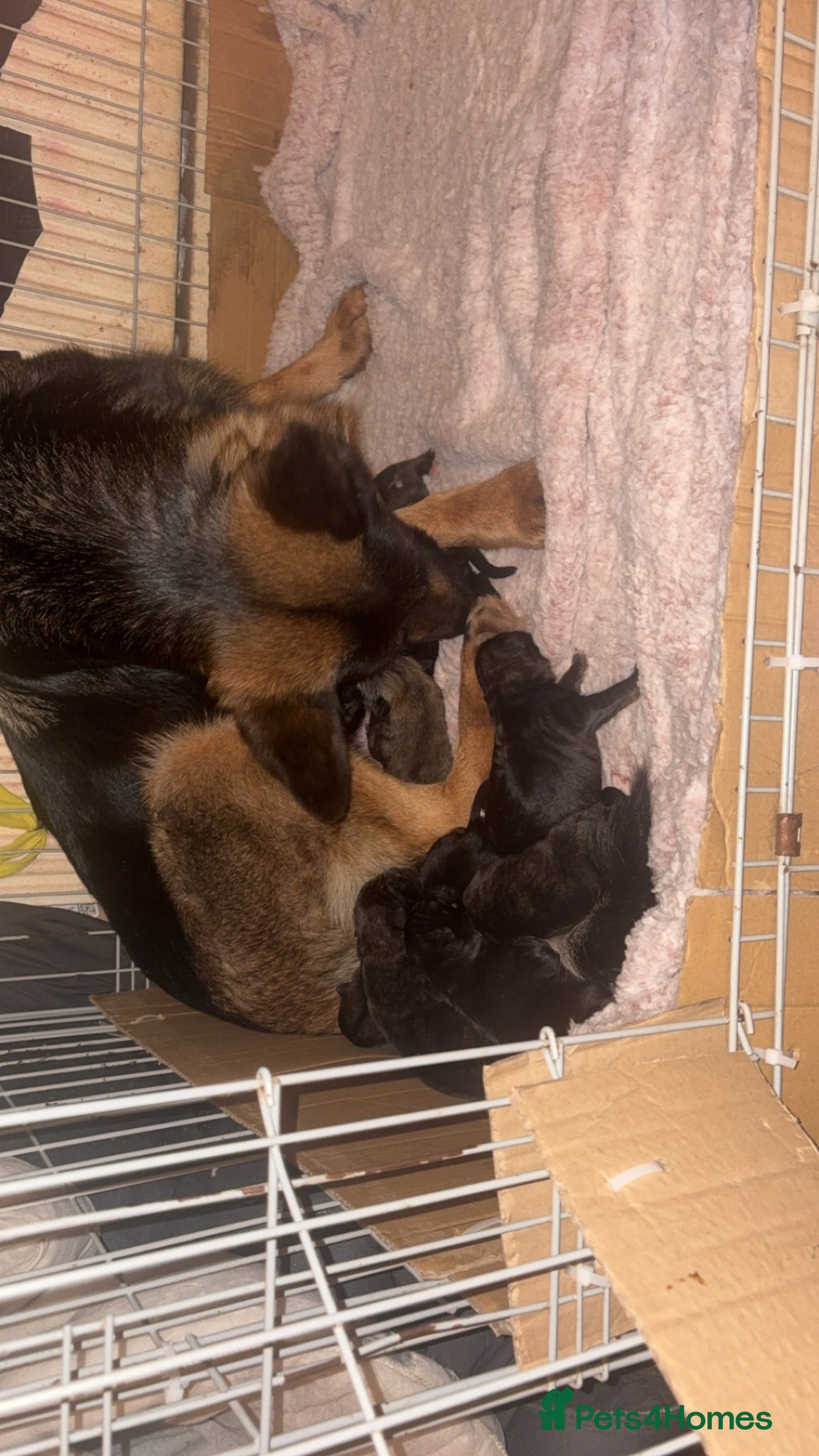 Mixed Breed dogs 2 Beautiful girl Shepkita’s for sale😍 - Advert 17