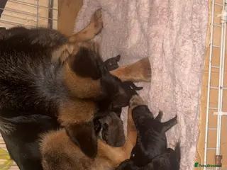 Mixed Breed dogs 2 Beautiful girl Shepkita’s for sale😍 - Advert 17