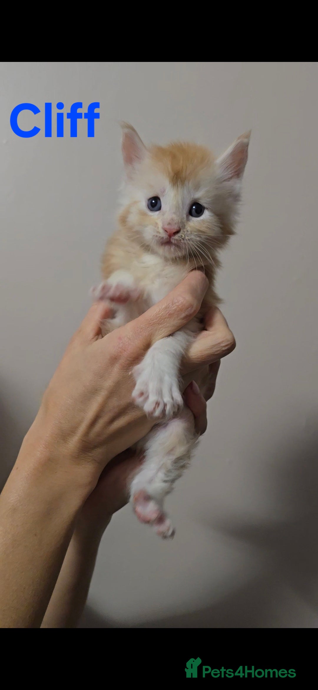 Maine Coon cats for sale: GCCF Maine Coon Kittens  - Advert 7