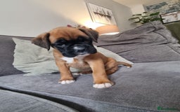 Boxer dogs for sale: KC Champion bloodline Boxer puppies  - Image 2