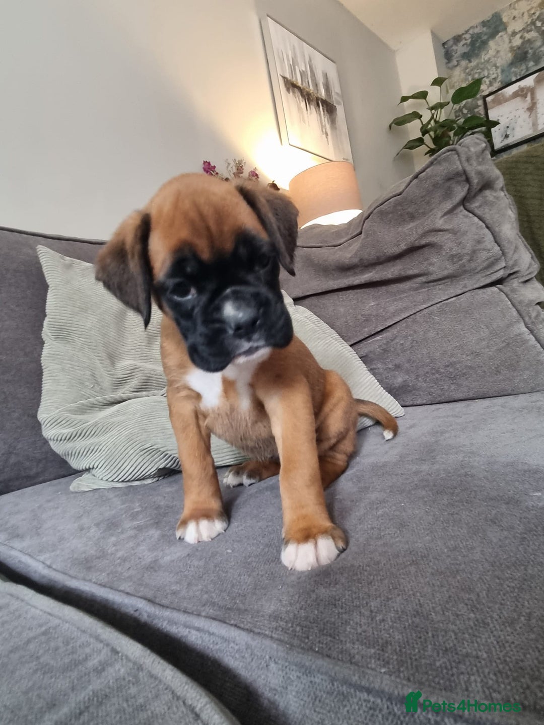 Boxer dogs for sale: KC Champion bloodline Boxer puppies  - Image 2