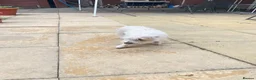 Mixed Breed dogs for sale: Beautiful female dog in Thetford - Advert 2