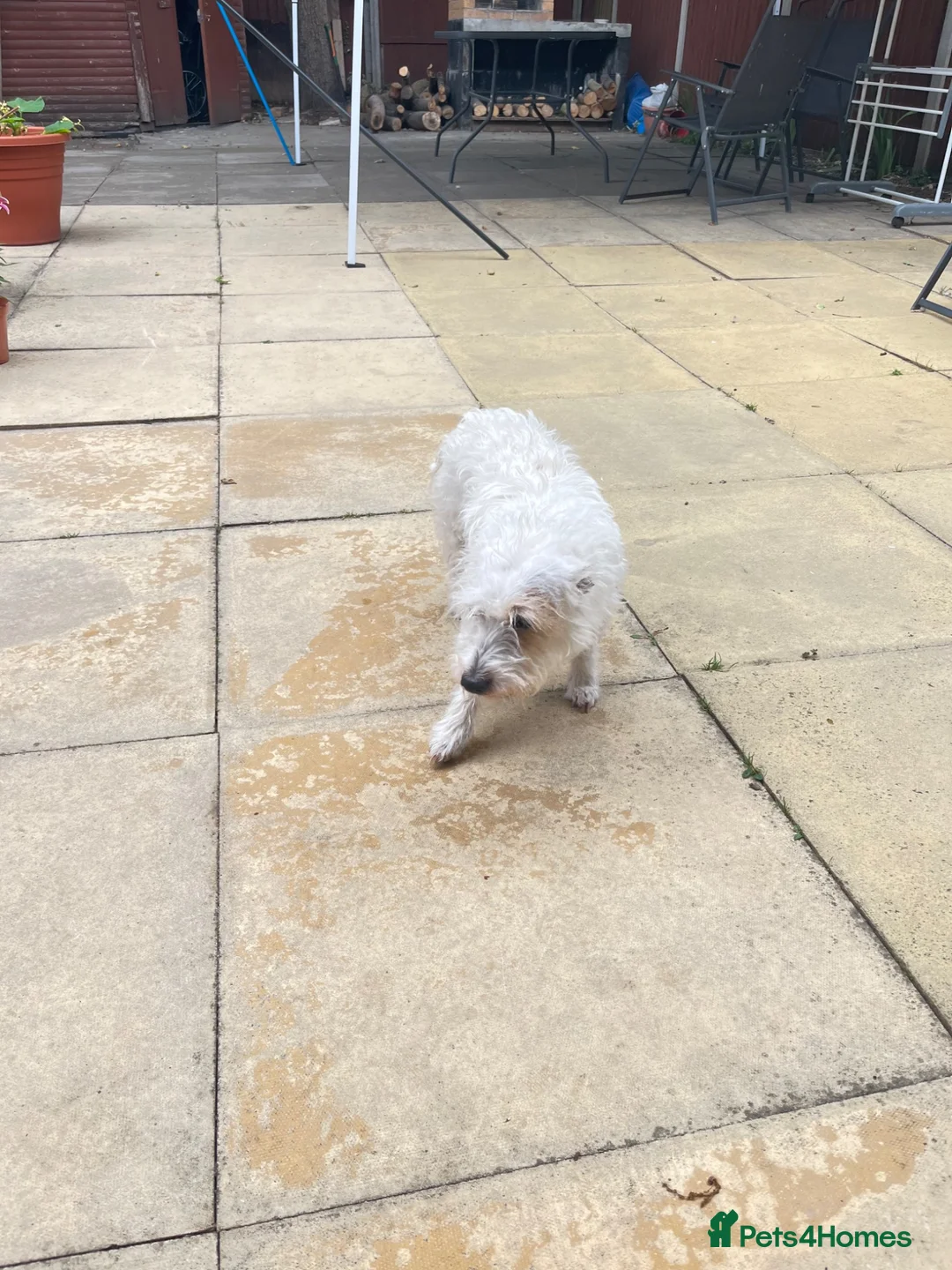 Mixed Breed dogs for sale: Beautiful female dog in Thetford - Advert 2