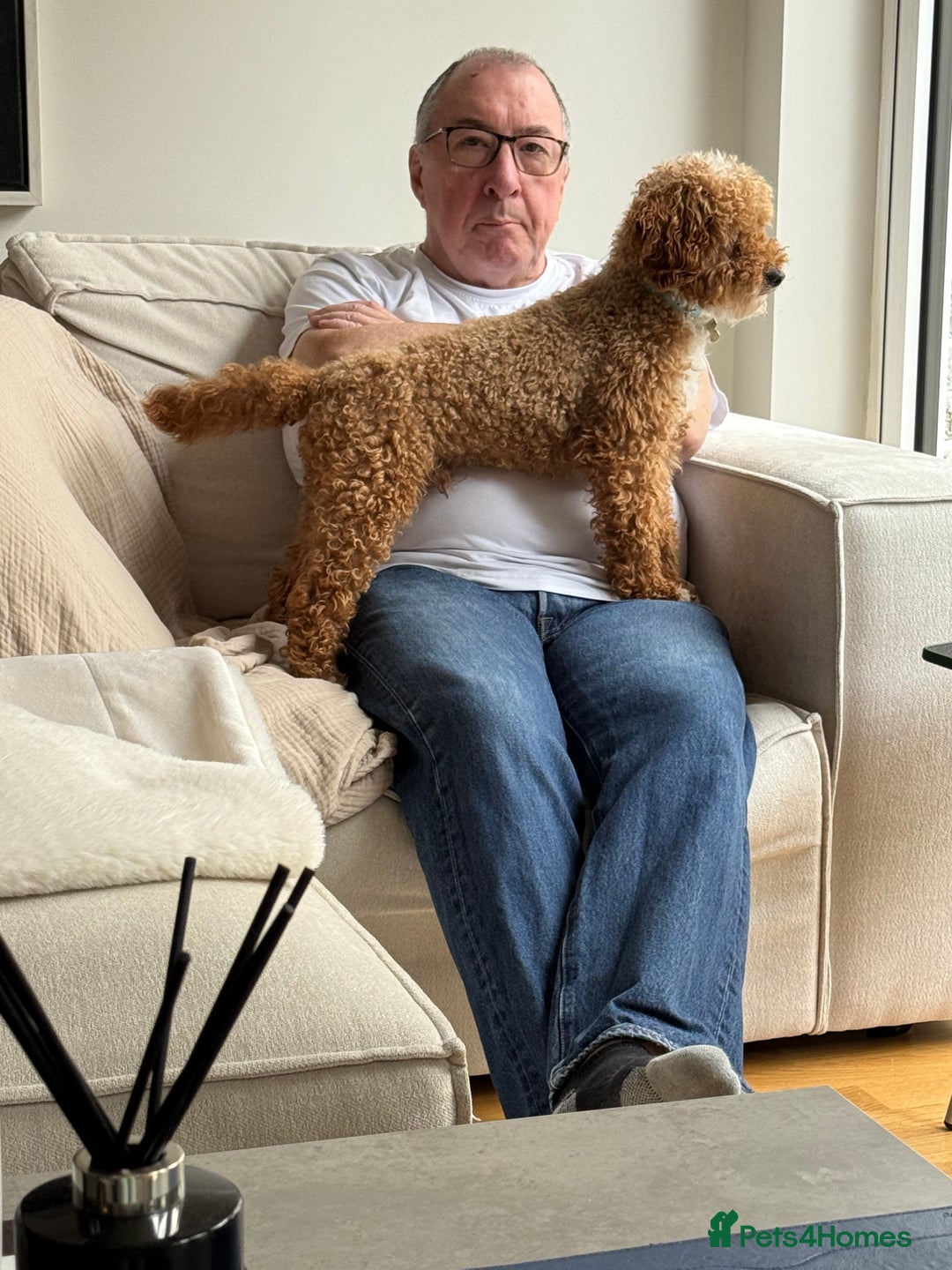Miniature Poodle dogs for stud: Stunning miniature poodle for STUD.  - Image 4