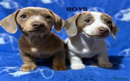 Dachshund dogs for sale: Dachshunds  - Image 5