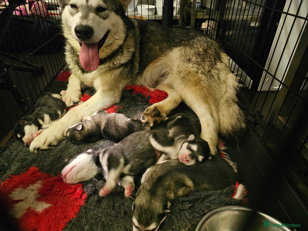 Alaskan Malamute dogs for sale: Full pedigree Alaskan Malamute Puppies - Image 12