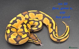 Python Snake reptiles for sale: Various ball python's  - Advert 9