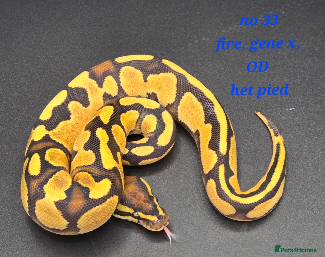 Python Snake reptiles for sale: Various ball python's  - Advert 9