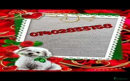 Poodle dogs for stud: Fully health tested and kc reg chocolate toy. in Blackburn - Image 10