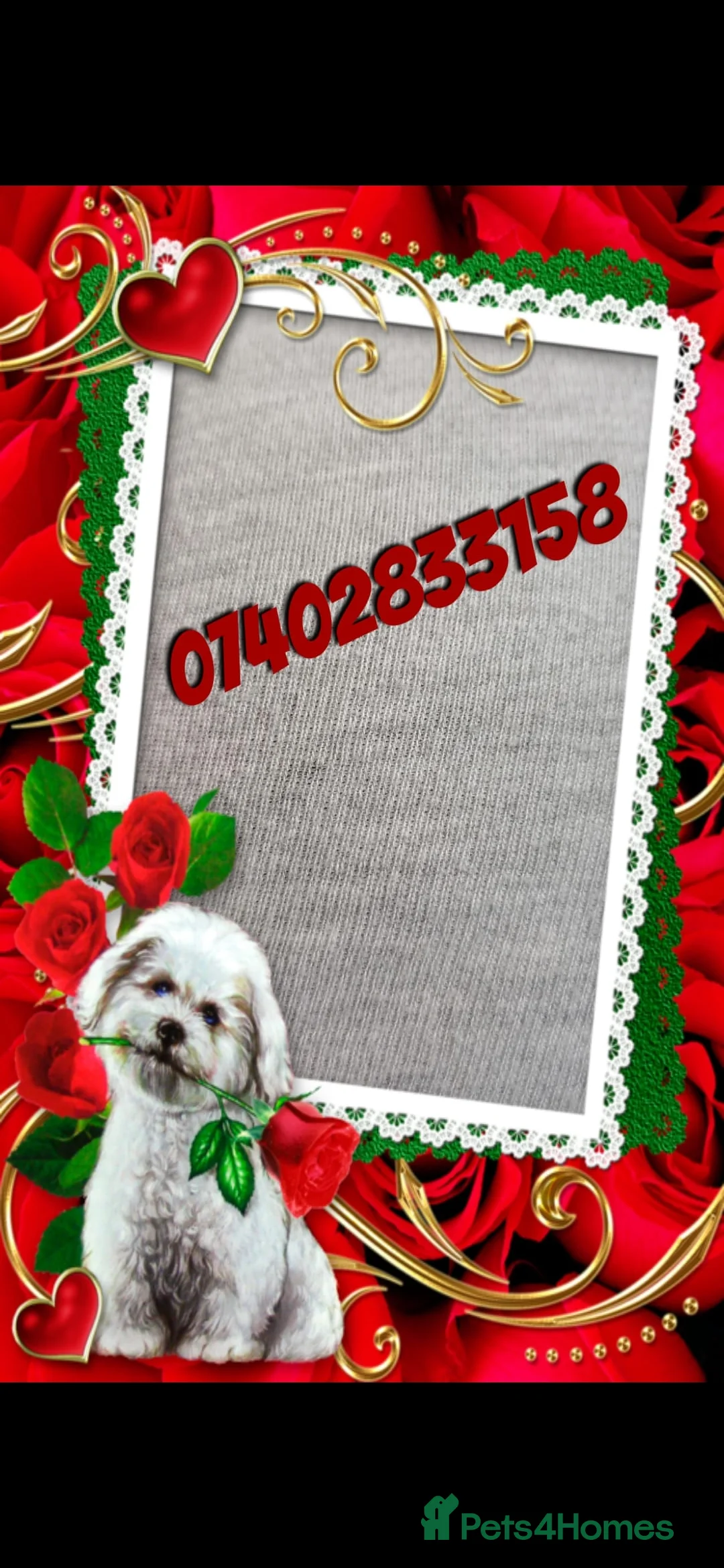 Poodle dogs for stud: Fully health tested and kc reg chocolate toy. in Blackburn - Advert 10