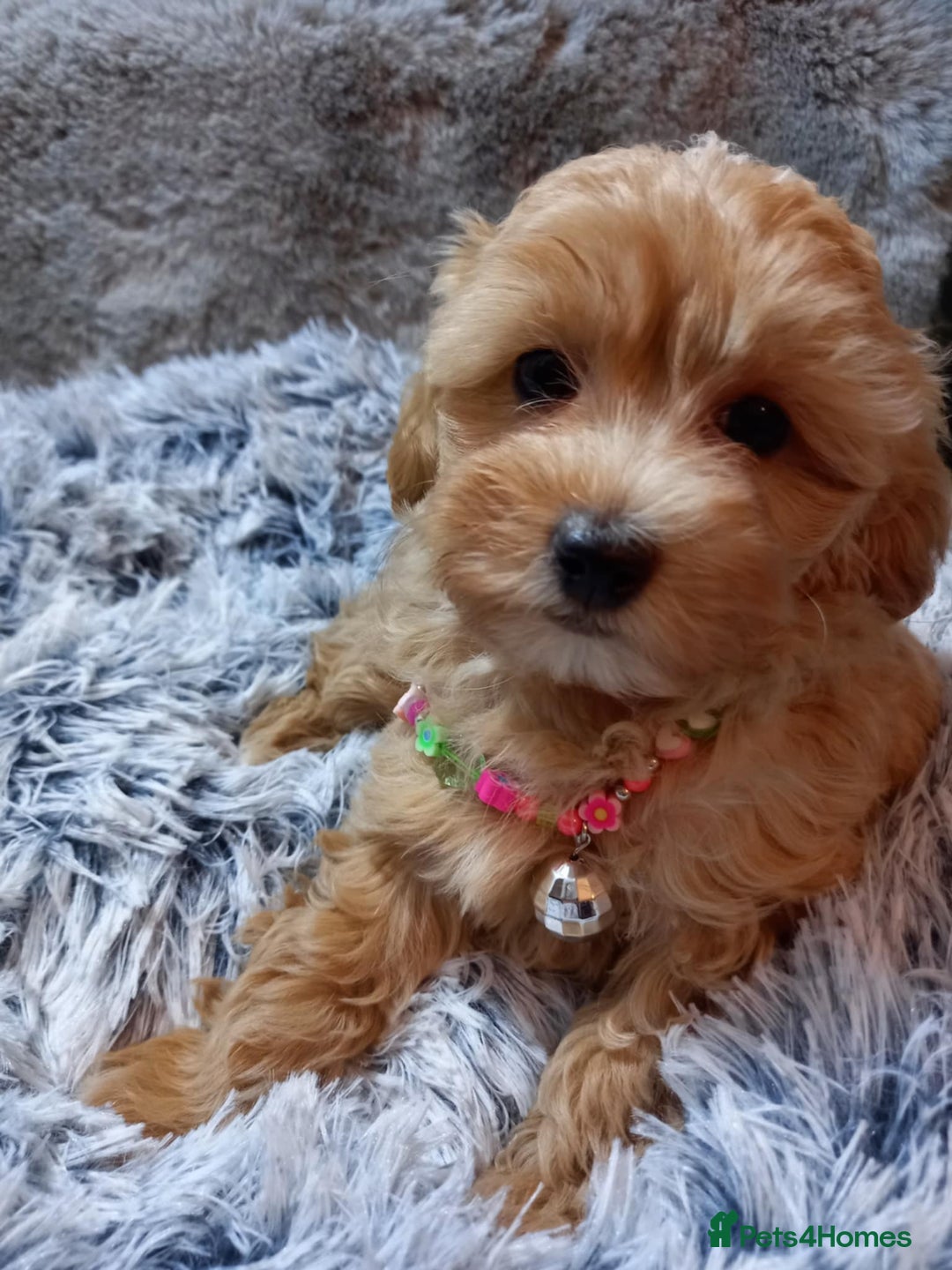 Maltipoo dogs for sale: Beautiful F1 Puppies for Sale! - Advert 14