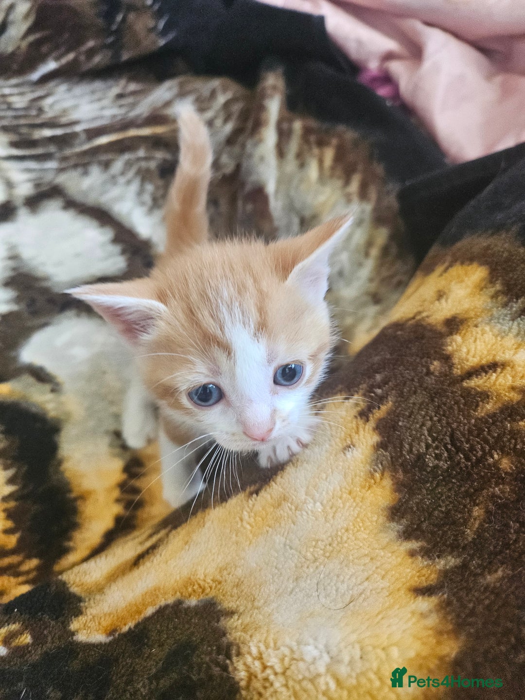 Mixed Breed cats for sale: Half Norwegian forest cat, and short haired  - Image 16