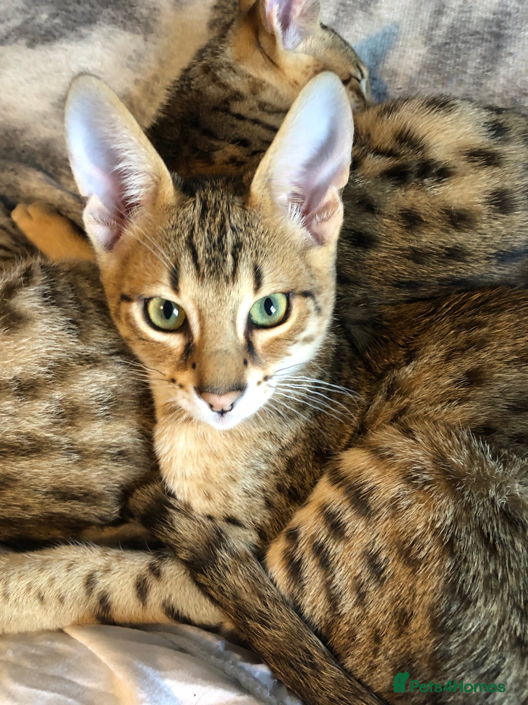 Savannah cats for sale: Beautiful full pedigree savannah kittens  - Advert 9