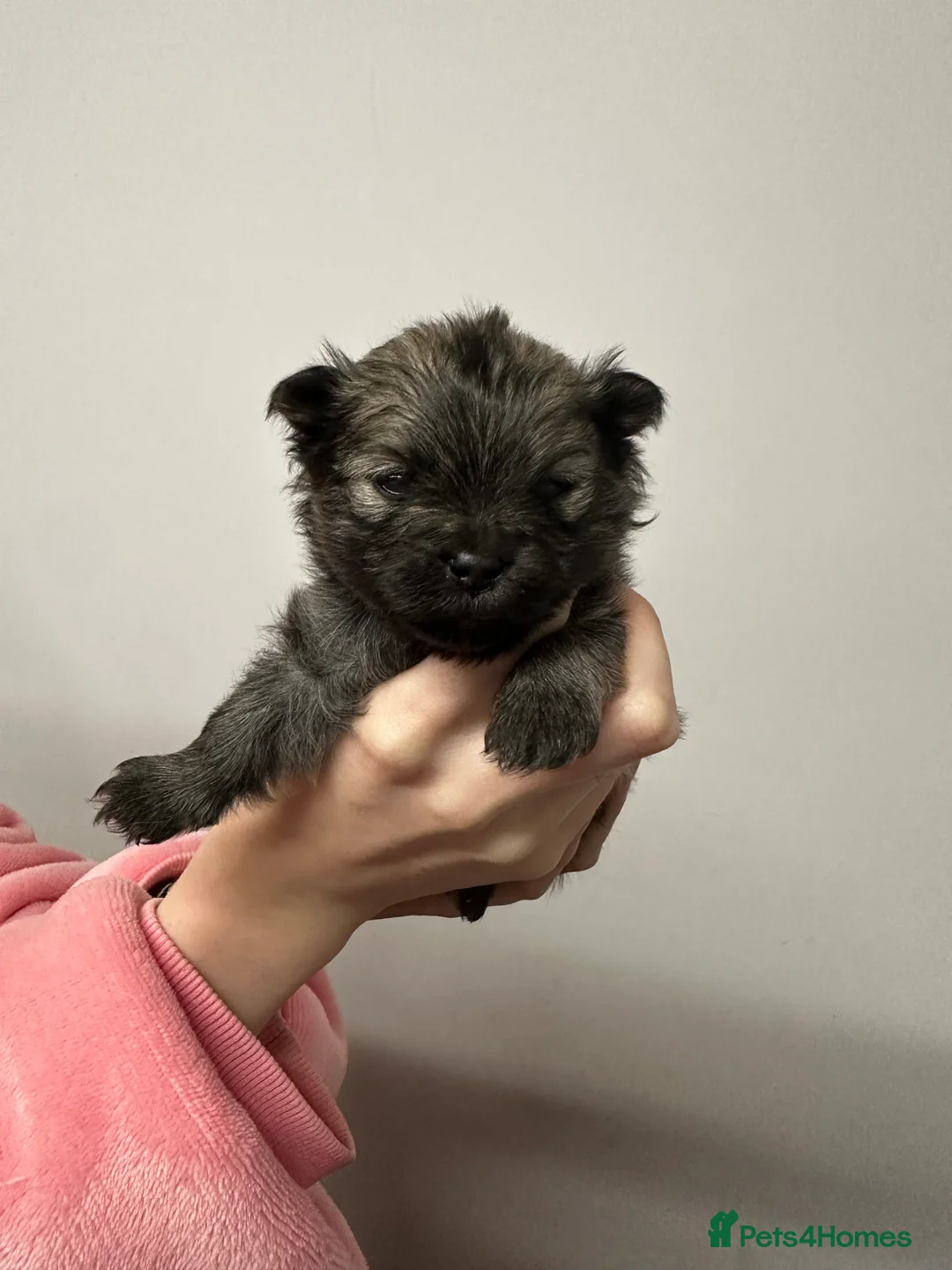 Pomeranian dogs for sale: GORGEOUS POMERANIAN PUPPIES!! 🐶🐶🐶 - Advert 32