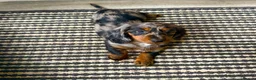Dachshund dogs for sale: Long Haired Miniature Dachshund  in Neath - Advert 3