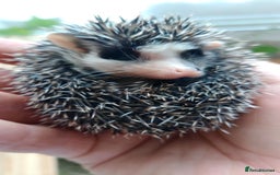 Pygmy Hedgehog rodents for sale: african pygmy hedgehogs - Image 7