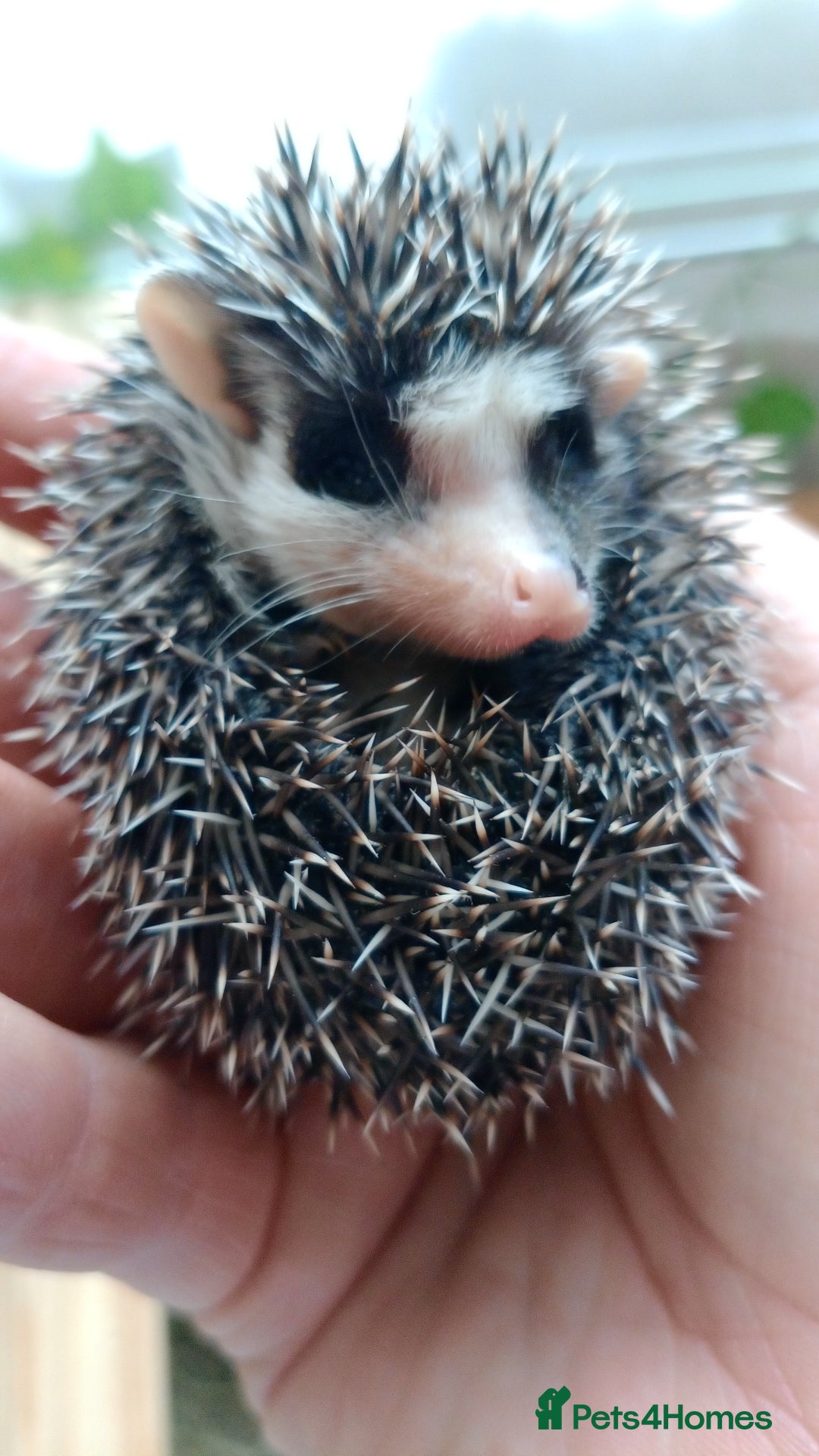 Pygmy Hedgehog rodents for sale: african pygmy hedgehogs - Image 7