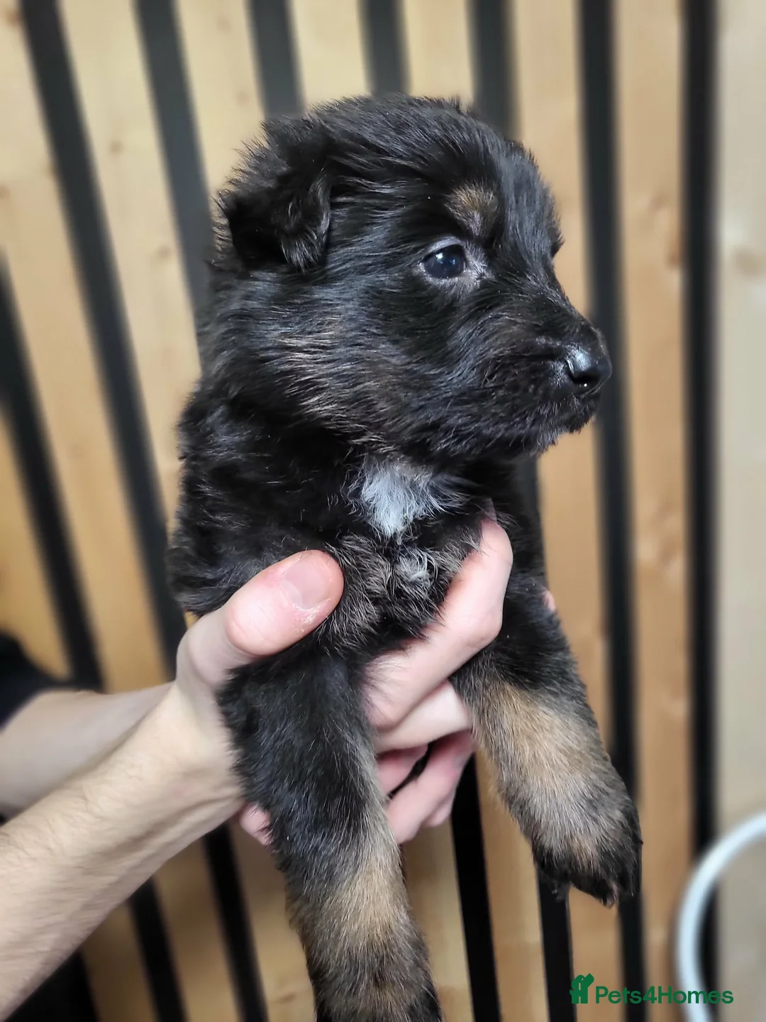German Shepherd dogs for sale: German Shepherd/Alsatian puppies - Advert 17