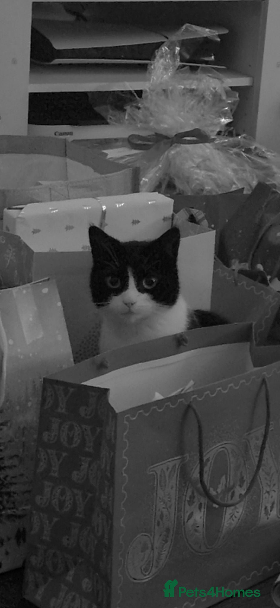 Domestic Shorthair cats Delilah for rehome - Advert 1
