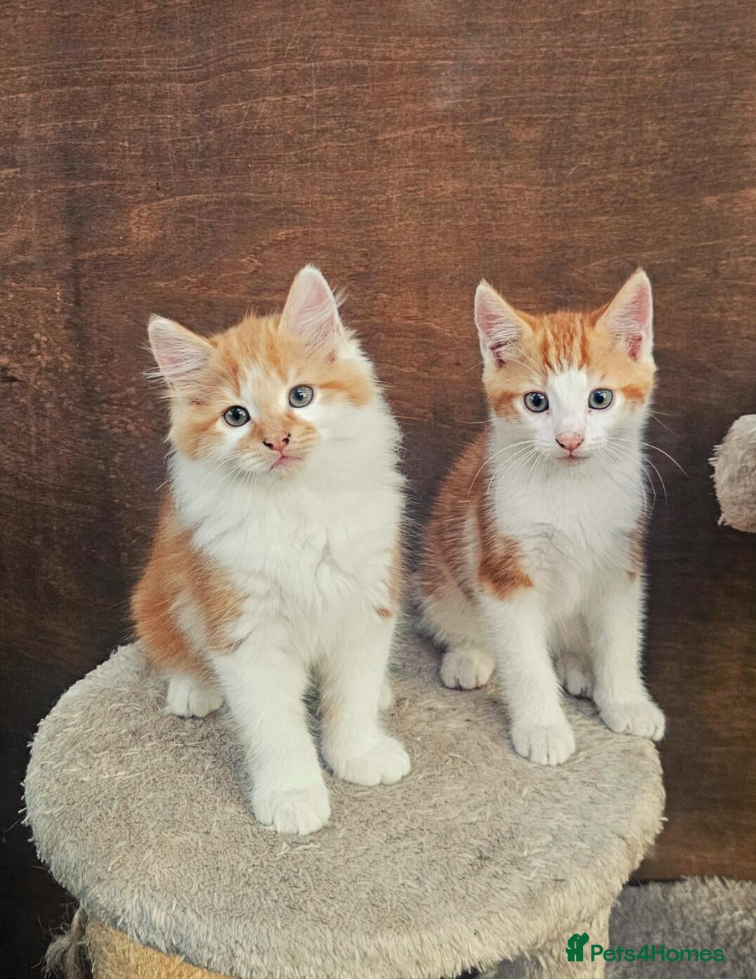 Mixed Breed cats 2 Ginger Male kittens ready for new home now! - Advert 2