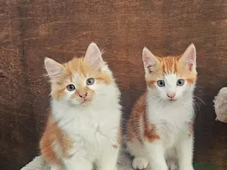 Mixed Breed cats 2 Ginger Male kittens ready for new home now! - Advert 2