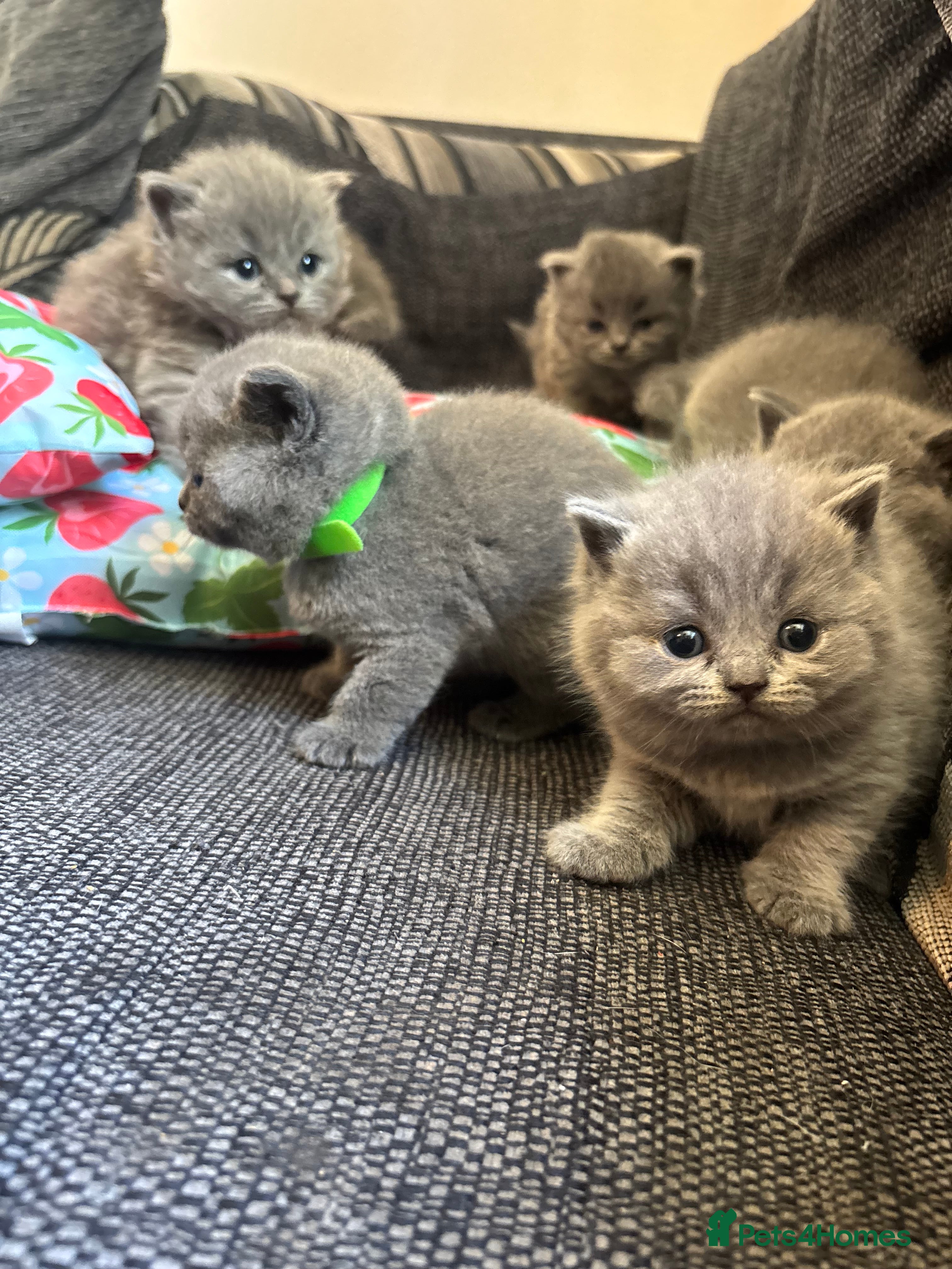 British Longhair cats for sale: British long haired blue girls  - Advert 4