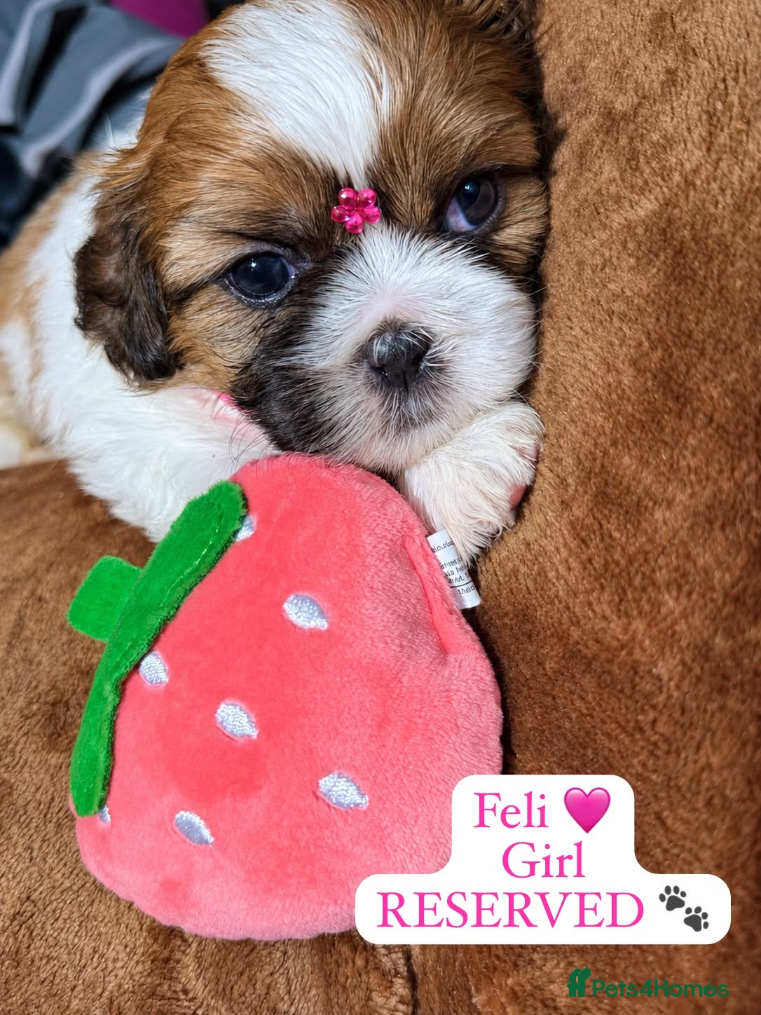 Shih Tzu dogs Beautiful Shih Tzu Puppies – Boys & Girls - Advert 2