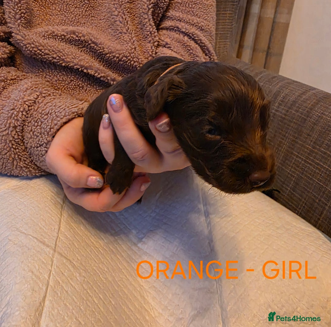 Cockapoo dogs for sale: Cockapoo Puppies - Advert 8