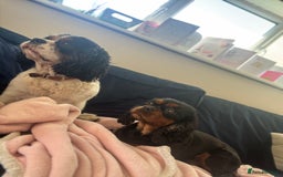 Cavalier King Charles Spaniel dogs for sale: KC reg 🍫parents/Eyes/heart&health certs - Image 19