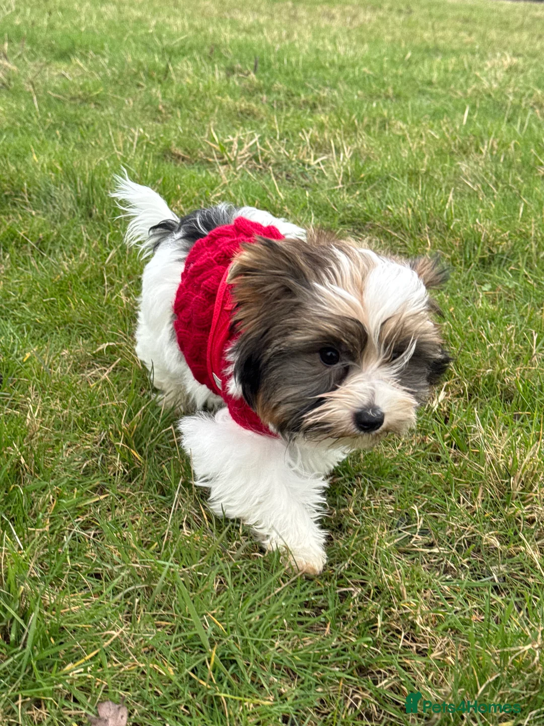 Yorkshire Terrier dogs for sale: Yorkshire Terrier Puppies - Advert 2